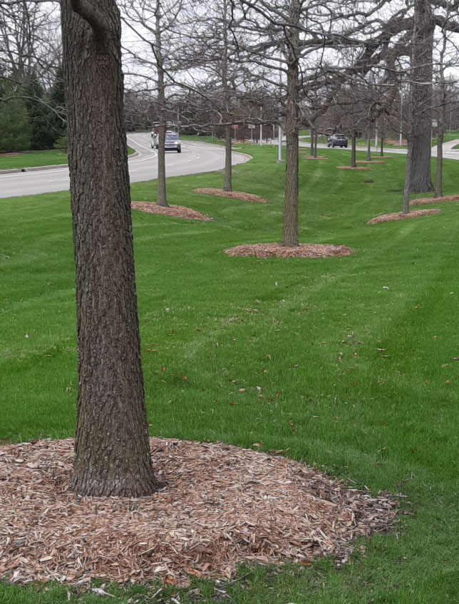 A ring of mulch at the base of a tree.